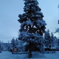 Snowed tree