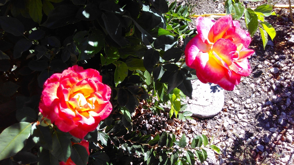 Roses in Mountain View