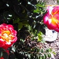 Roses in Mountain View