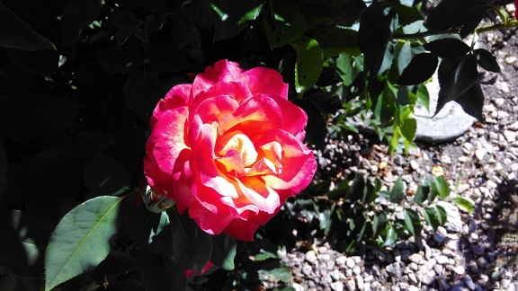 Rose in Mountain View