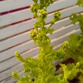 Flowering lettuce