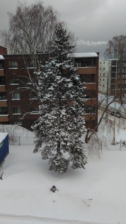 First week of snow in Helsinki: pinetree