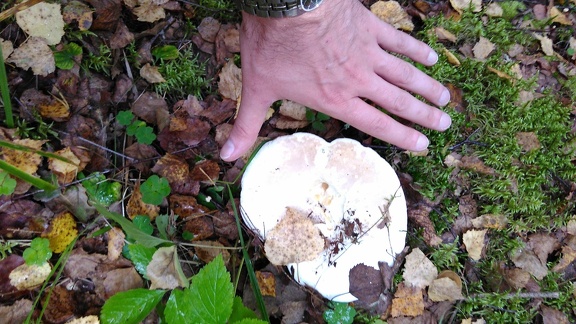 Big mushroom!