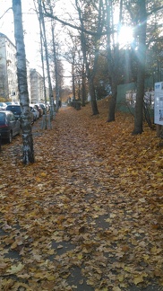 Leaves path