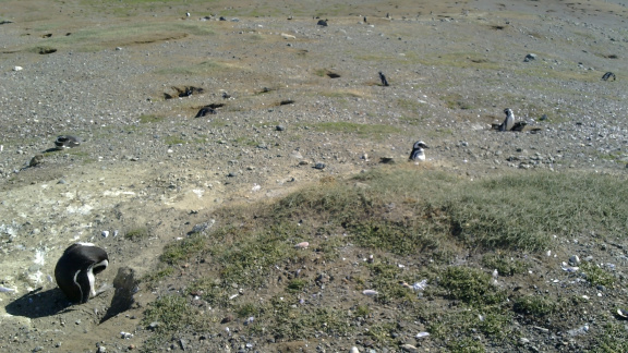 Penguins in Magdalena Island #3