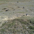 Penguins in Magdalena Island #3