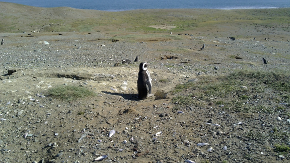 Penguins in Magdalena Island #1