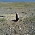 Penguins in Magdalena Island #1