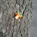Pacifier hanging on a tree's bark