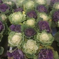 Cabbages for decoration