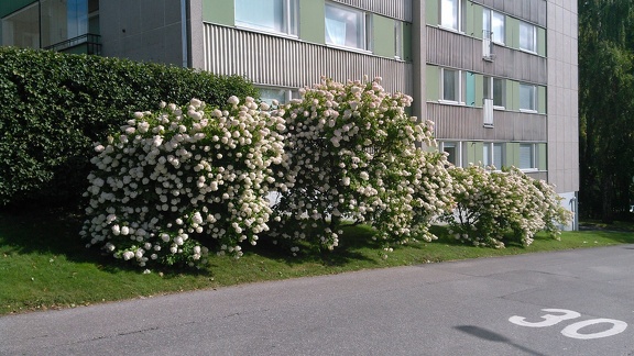 Flower bushes in Lauttasaari