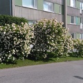 Flower bushes in Lauttasaari