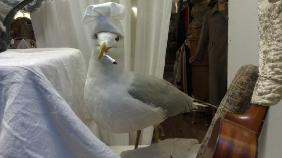 Joint smoking seagull