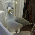Joint smoking seagull