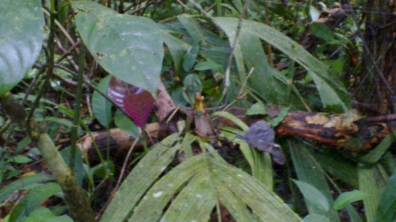 Spider in Tortuguero's forests