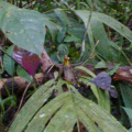 Spider in Tortuguero's forests