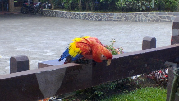 A parrot at the zip lining center near St. Elena #2