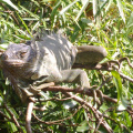 Closer look to an Iguana in a tree
