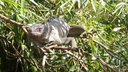Closer look to an Iguana in a tree