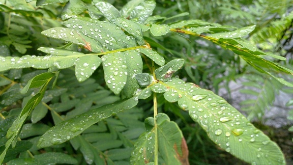Water drops on fern leaves