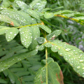 Water drops on fern leaves