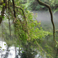 Mist at Eume river