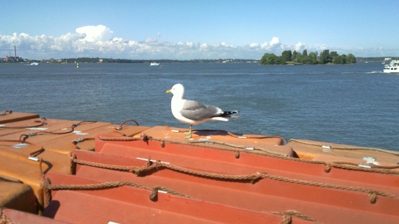 Seagull at Suomenlinna Ferry