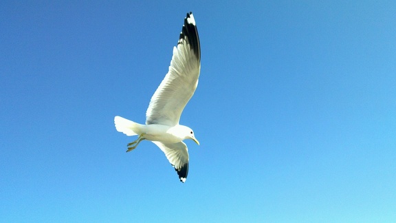 Seagull over Suomenlinna Ferry #3