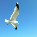 Seagull over Suomenlinna Ferry #3