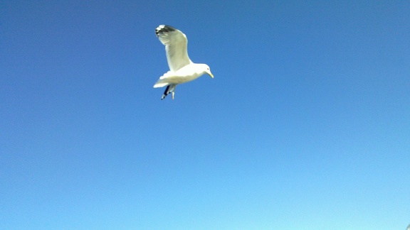 Seagull over Suomenlinna Ferry #2