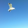 Seagull over Suomenlinna Ferry #2