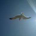 Seagull over Suomenlinna Ferry #1